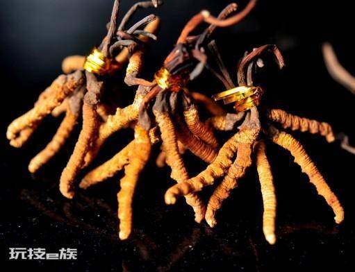 虫草是怎么长出来的(冬虫夏草是如何样形成的)-图片3